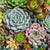 Pink Picasso Kits Pink Picasso Kits - Sensitive Succulents available at The Good Life Boutique